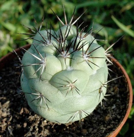 Ortegocactus_macdougallii_1